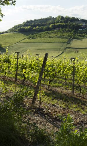 Degustazione Esempio 1