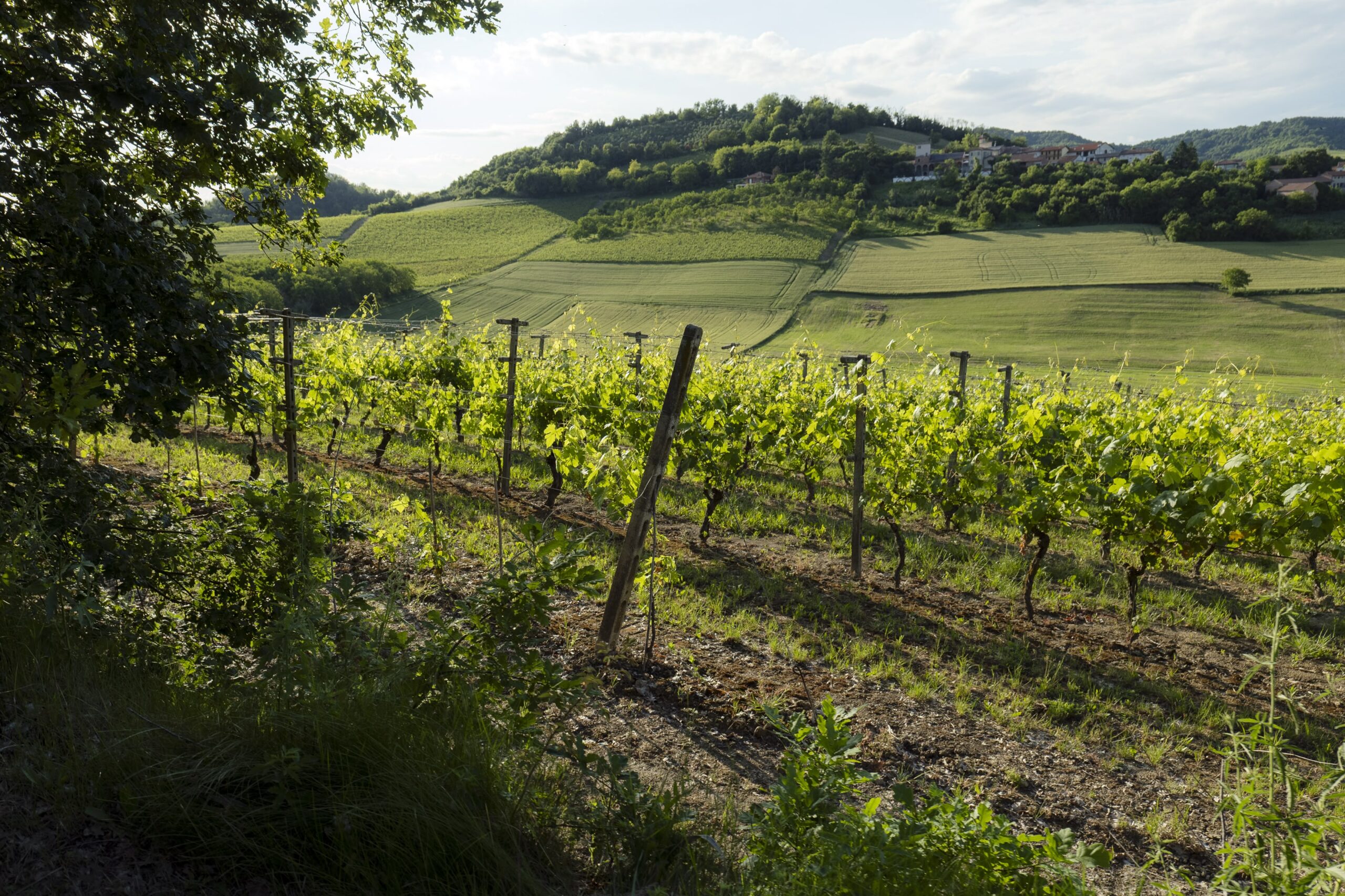 Degustazione Esempio 1